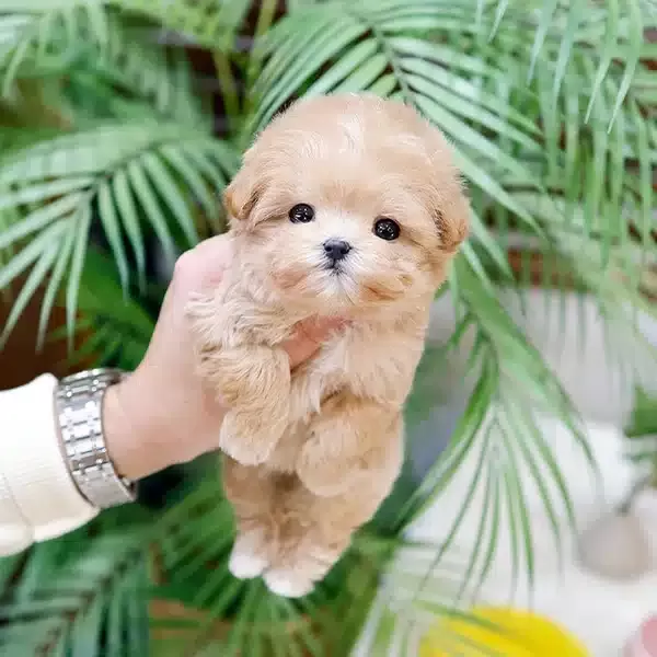 Oyuncak Gorunumlu Maltipoo Bebeklerim