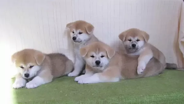 Japon Akita İnu Yavruları
