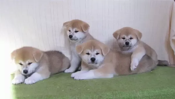 Japon Akita İnu Yavruları