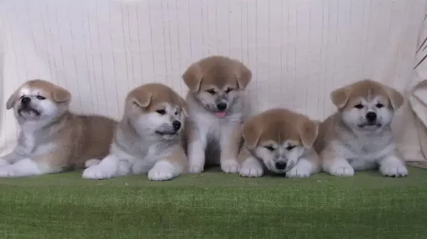 Japon Akita İnu Yavruları