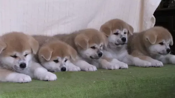 Japon Akita İnu Yavruları