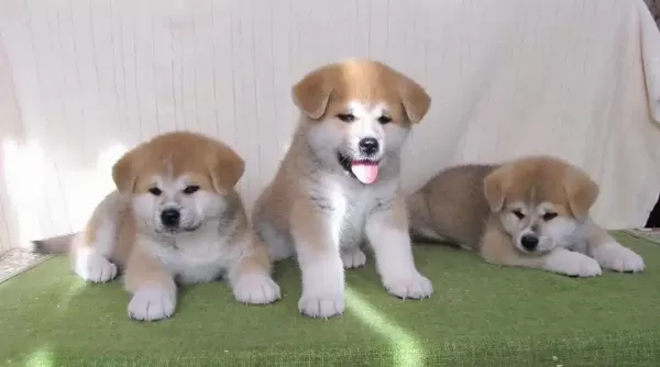 Japon Akita İnu Yavruları
