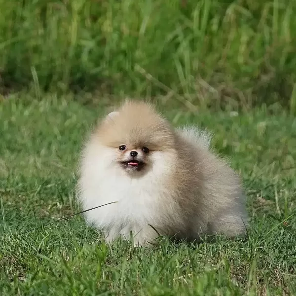 Pomeranian Boo Yavruları