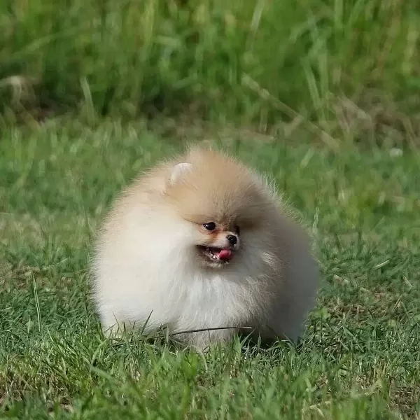 Pomeranian Boo Yavruları