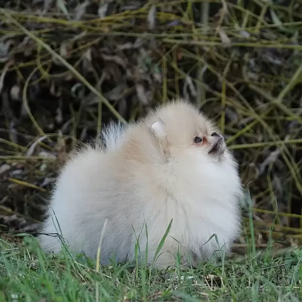 Pomeranian Boo Yavruları
