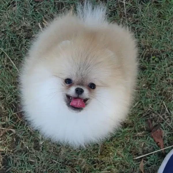 Pomeranian Boo Yavruları