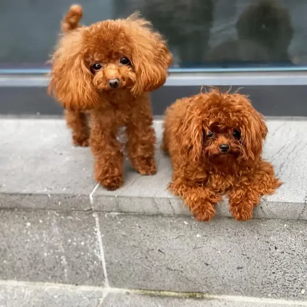 Dünya Tatlısı Toy Poodle Yavruları