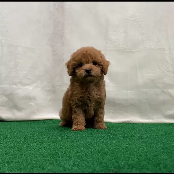 Irk Garantili Toy Poodle Yavruları