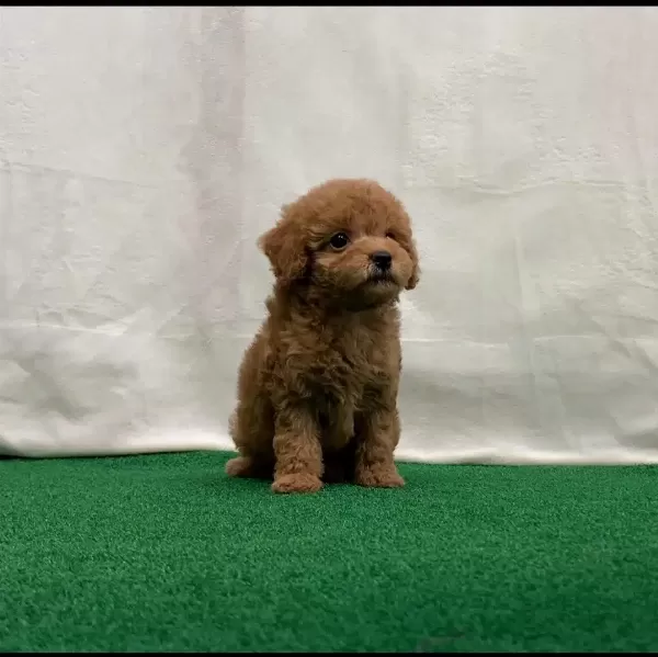 Irk Garantili Toy Poodle Yavruları