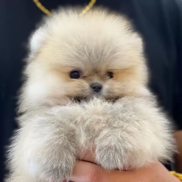 Teddy Bear Pomeranian Yavruları