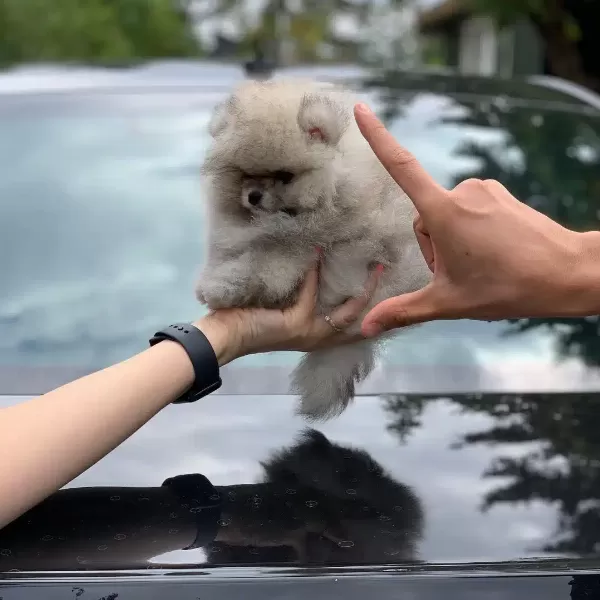 Ayı Surat Pomeranian Boo Yavruları