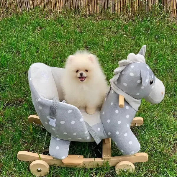 Özel Pomeranian Boo Yavruları