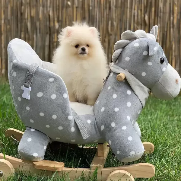 Özel Pomeranian Boo Yavruları