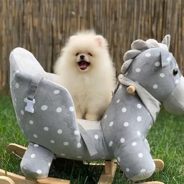 Özel Pomeranian Boo Yavruları