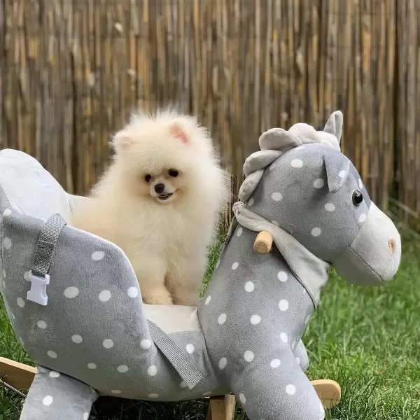 Özel Pomeranian Boo Yavruları
