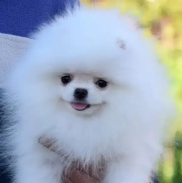 Ayı Surat Pomeranian Yavruları