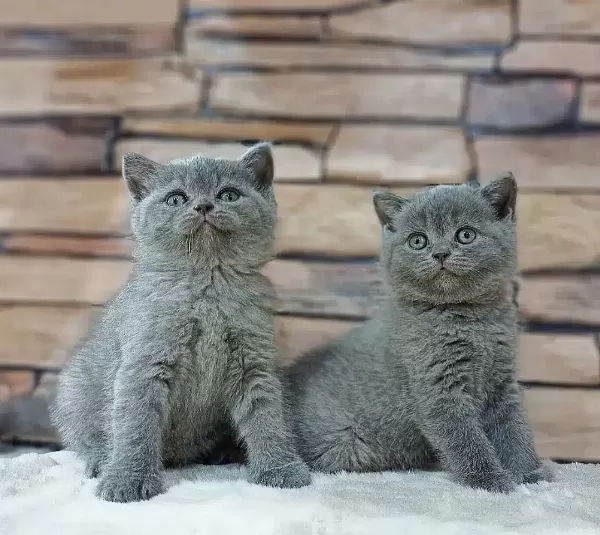 British Shorthair Yavruları