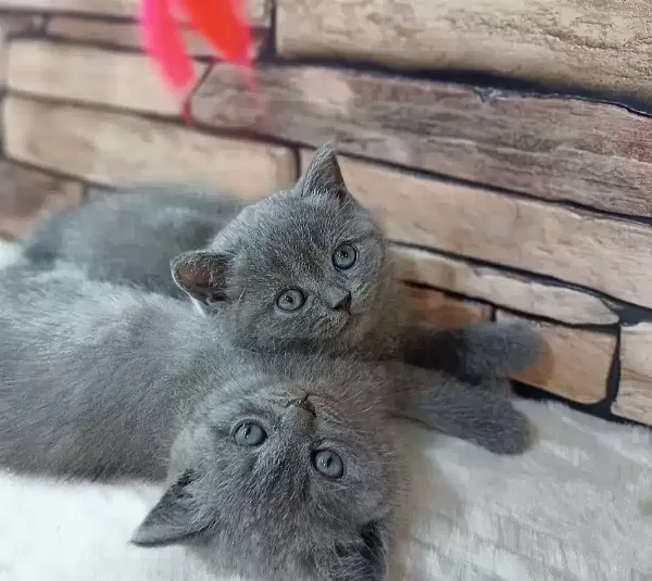 British Shorthair Yavruları