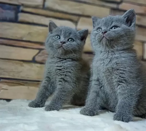 British Shorthair Yavruları
