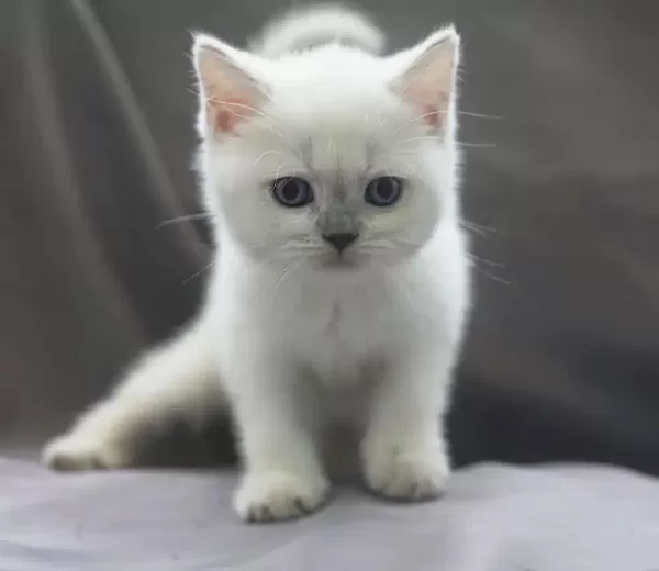 British Shorthair Yavruları
