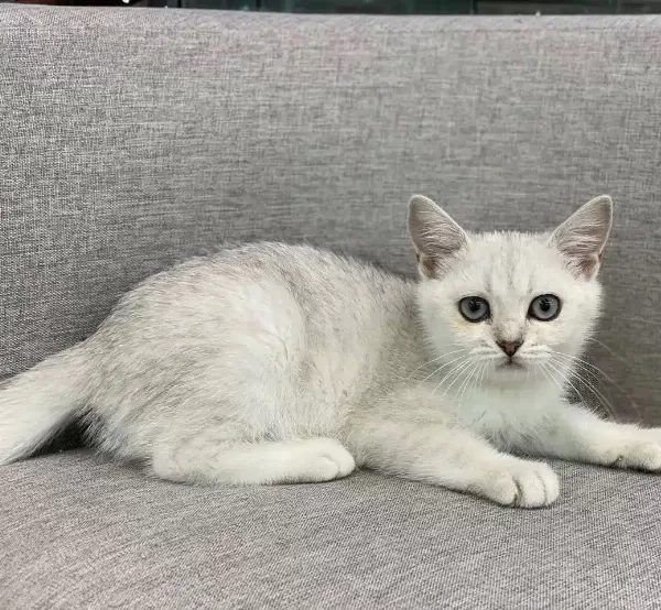 British Shorthair Yavruları