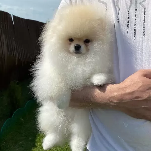 Özel Pomeranian Yavruları
