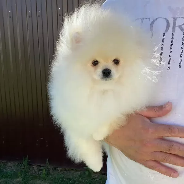 Özel Pomeranian Yavruları