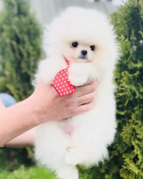 Pomeranian Boo Yavruları