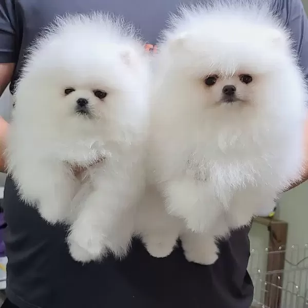 Pomeranian Boo Yavruları