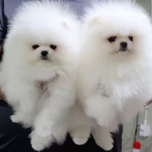 Pomeranian Boo Yavruları