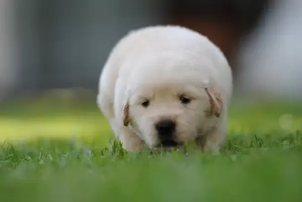 Golden Retriever Yavruları