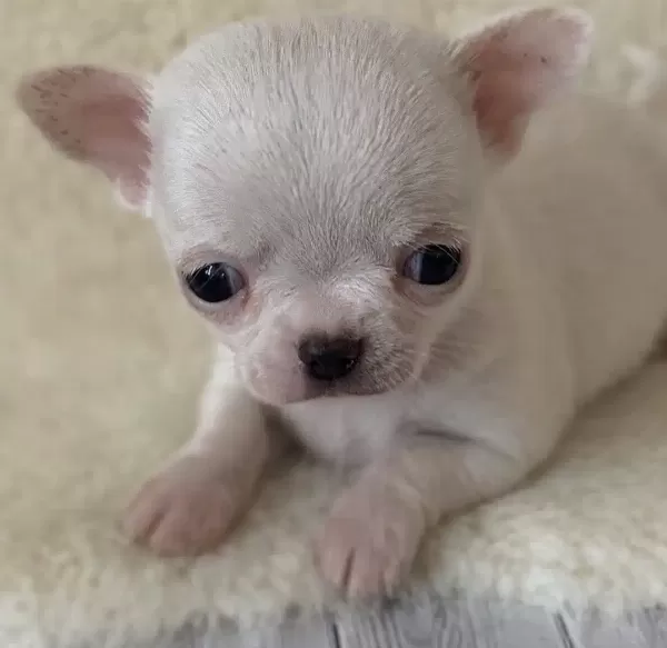 Tea Cup Elma Kafa Chihuahua Yavruları
