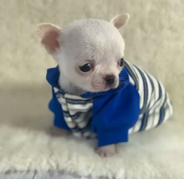 Tea Cup Elma Kafa Chihuahua Yavruları