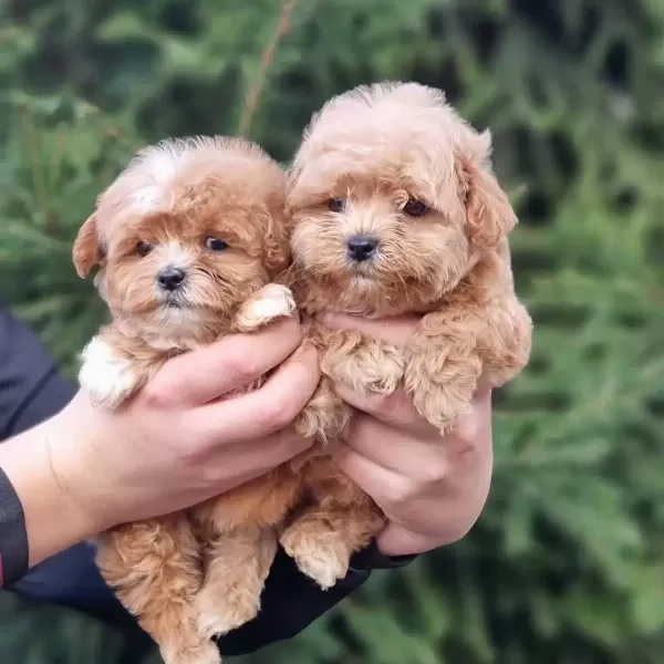 F2 Maltipoo Yavruları
