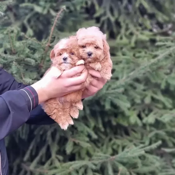 F2 Maltipoo Yavruları