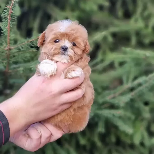F2 Maltipoo Yavruları