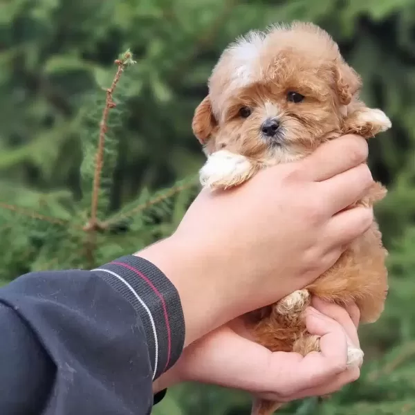 F2 Maltipoo Yavruları