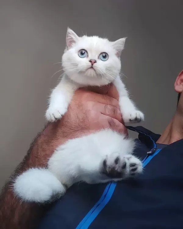 Tatli British Shorthair Yavruları
