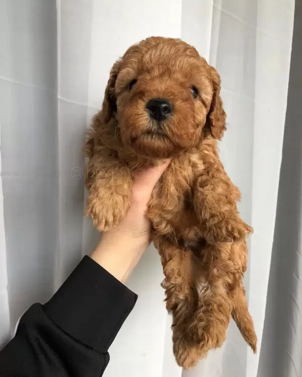 Poodle Kalitesinde Maltipoo Yavruları
