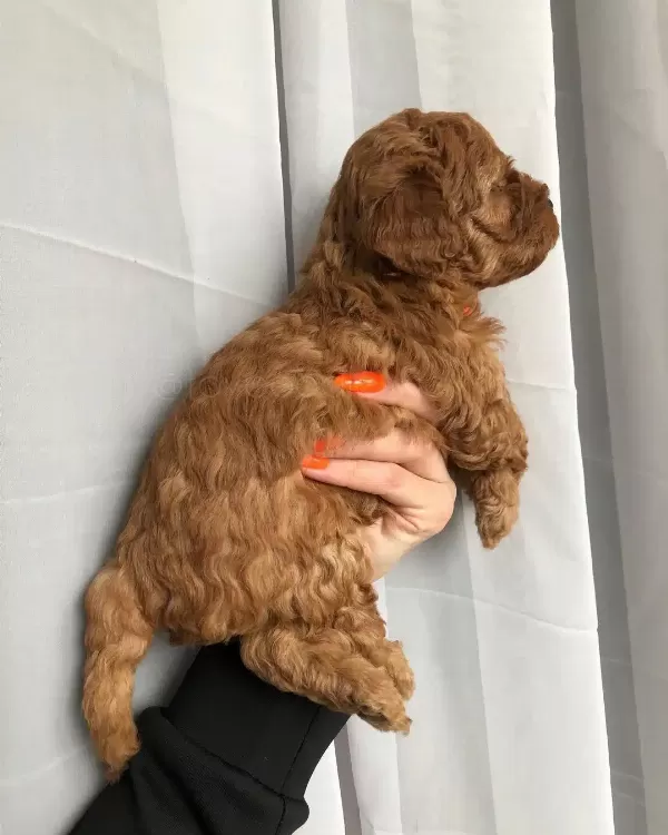 Poodle Kalitesinde Maltipoo Yavruları