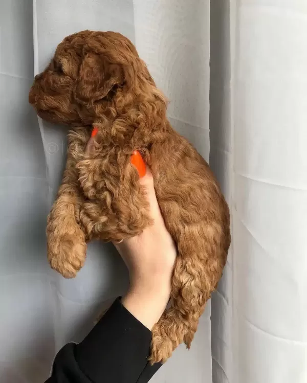 Poodle Kalitesinde Maltipoo Yavruları