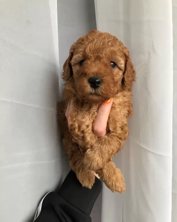 Poodle Kalitesinde Maltipoo Yavruları