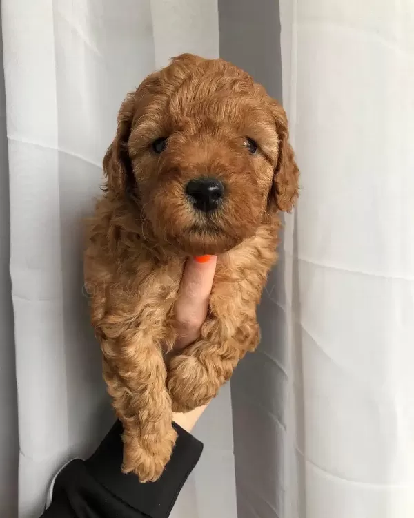 Poodle Kalitesinde Maltipoo Yavruları