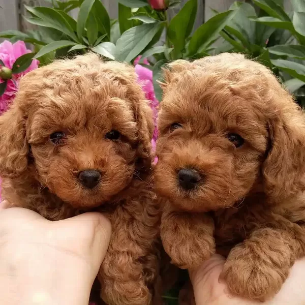 Toy Poodle Yavruları