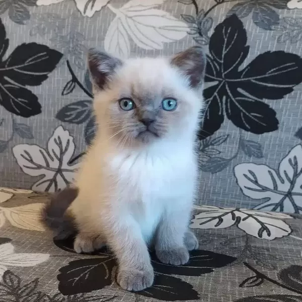 British Shorthair Yavruları