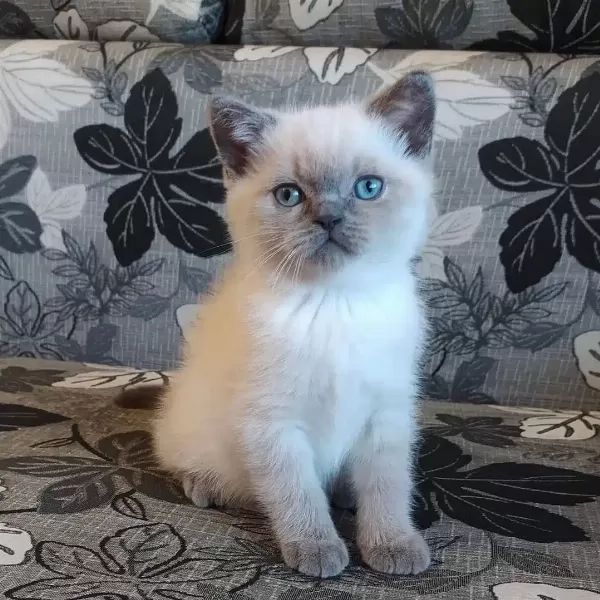 British Shorthair Yavruları