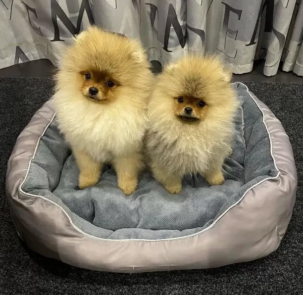 Orange Pomeranian Boo Yavruları