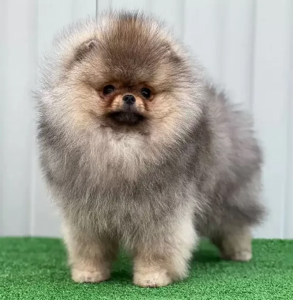 Pomeranian Boo Yavruları