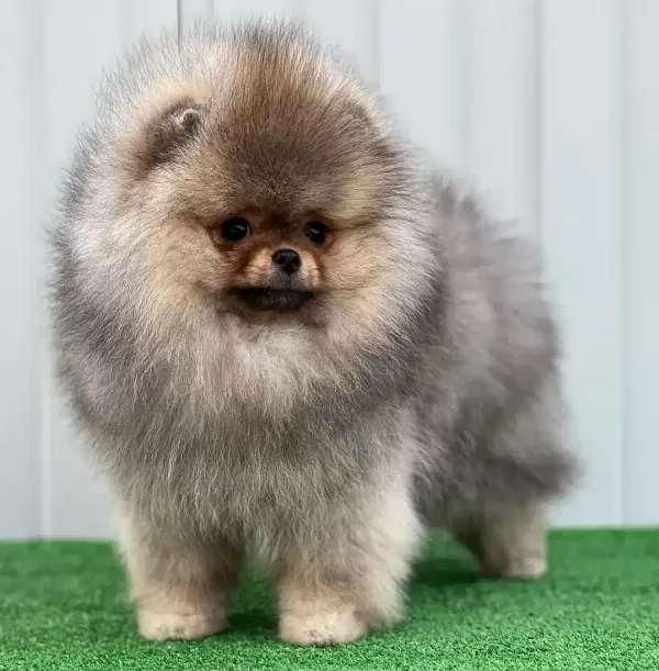 Pomeranian Boo Yavruları