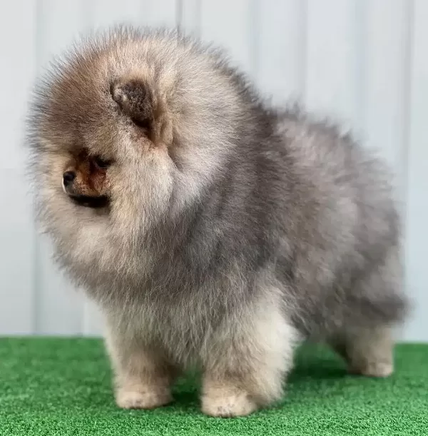 Pomeranian Boo Yavruları
